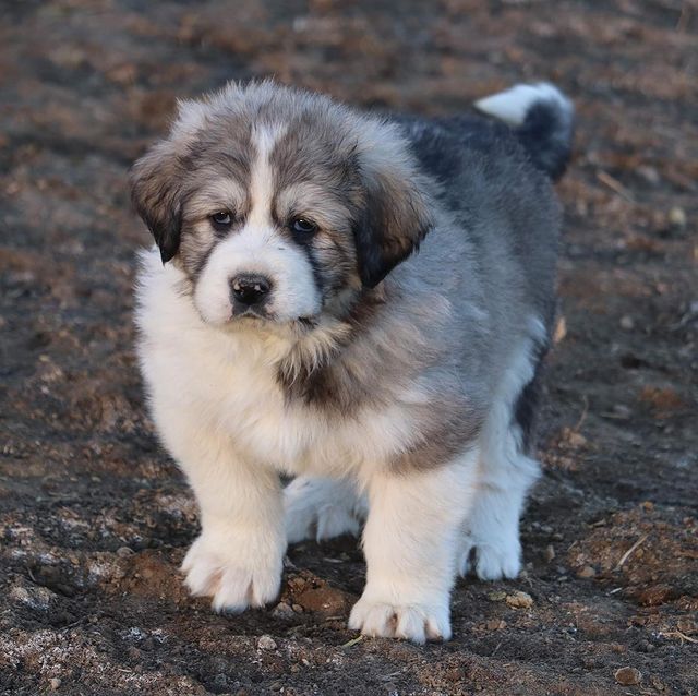 19 Great Pyrenees Mixes That You Would Never Know Existed - The Goody Pet