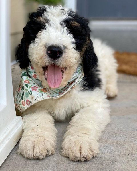 Bernedoodle VS Goldendoodle - 16 Surprising Differences - The Goody Pet