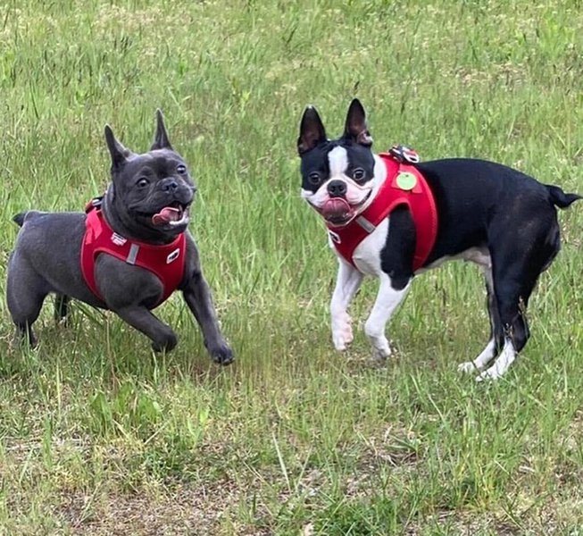 Boston Terrier VS French Bulldog: 16 Surprising Differences - The Goody Pet