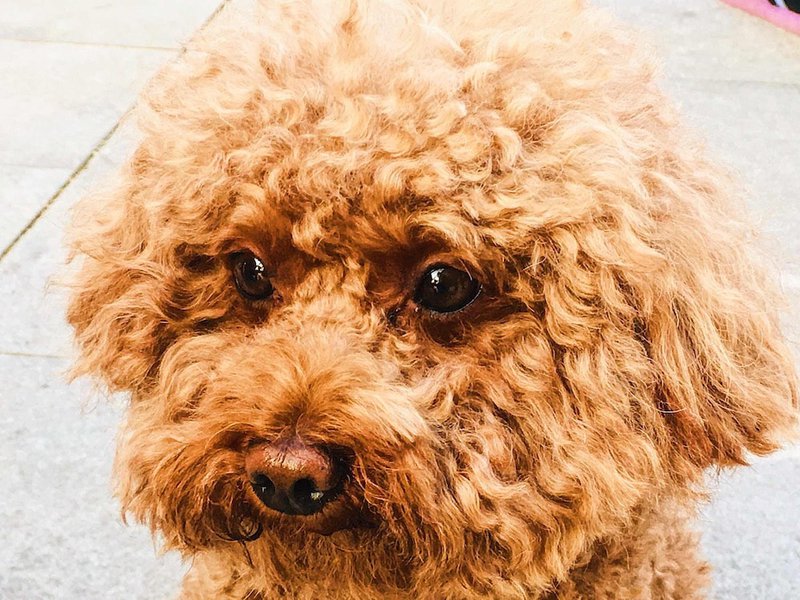 Apricot Goldendoodle - Your Complete Breed Guide - The Goody Pet