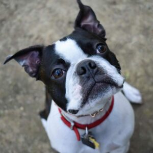 How Much Do Boston Terriers Cost (Updated February 2024) - The Goody Pet