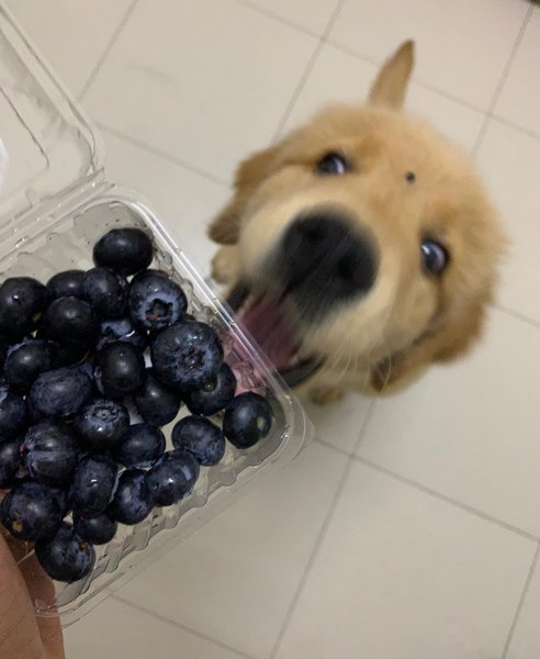 Can Dogs Eat Blueberries? Only In Moderation - The Goody Pet