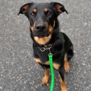 German Shepherd Rottweiler Mix - Your Complete Breed Guide - The Goody Pet