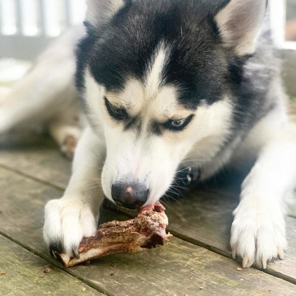 Can Dogs Have Steak Bones? Uncovering The Untold Dangers These Bones ...