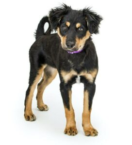 Australian Shepherd Rottweiler Mix - Your Complete Breed Guide To The ...