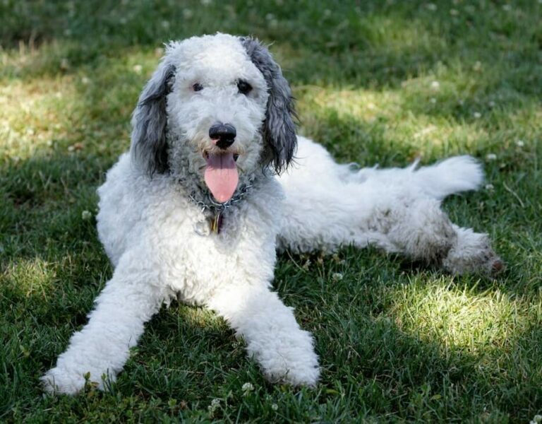 Bernedoodle VS Goldendoodle - 16 Surprising Differences - The Goody Pet