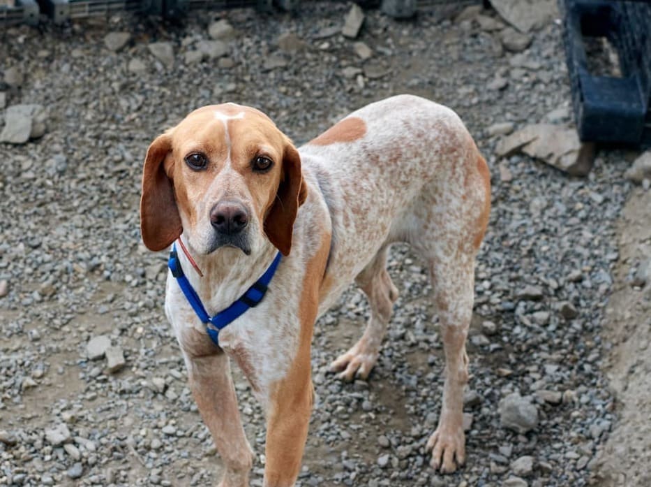 australian cattle dog hound mix