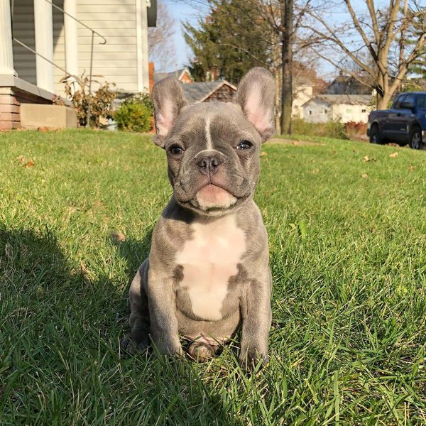 Blue French Bulldog - Your Complete Breed Guide - The Goody Pet