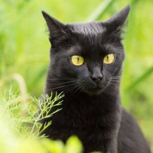 32 Most Unique Black Cat Breeds In The World - The Goody Pet