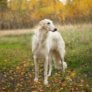 The Biggest Dogs In The World: 51 Surprising Photos - The Goody Pet