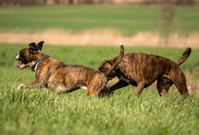 are treeing tennessee brindle dogs intelligent