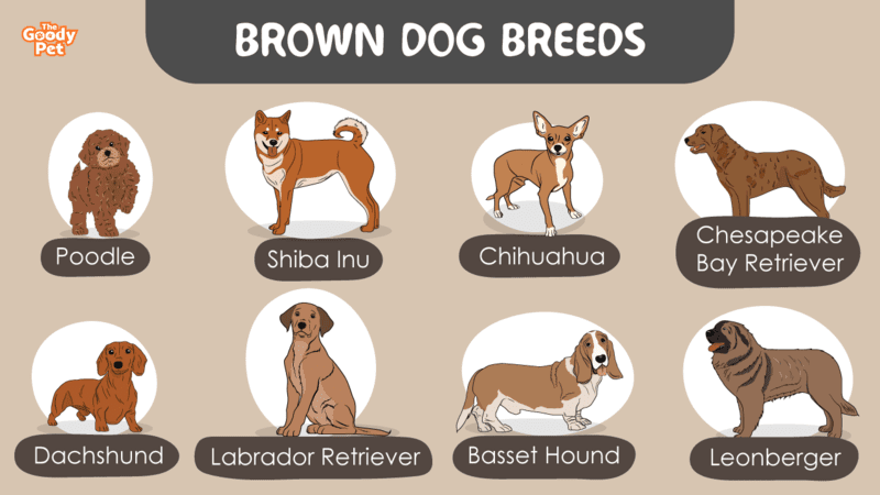 what color looks good on a brown dog