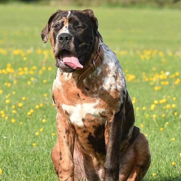 39 Mastiff Breeds That Have A Towering And Commanding Presence - The ...