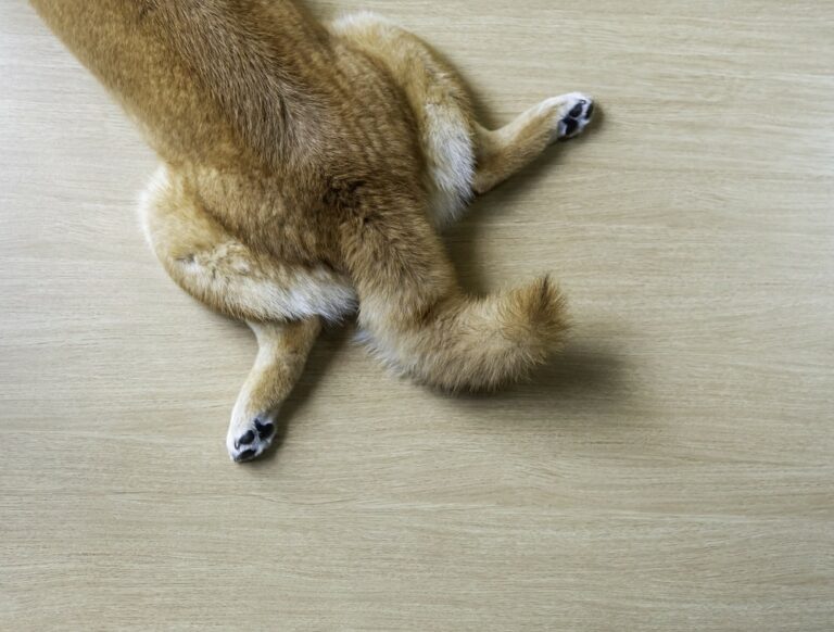 Can Dogs Break Their Tails? Insights To Understanding Tail Trauma - The Goody Pet