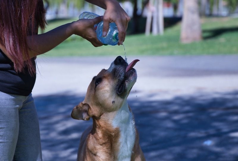 Can Dogs Drink Distilled Water? 3 Reasons Why It Is Not A Good Idea