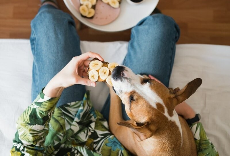 Can Dogs Eat Banana Bread? What Will Happen When They Do? - The Goody Pet