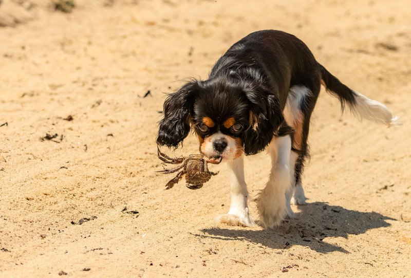 can a dog eat crab meat