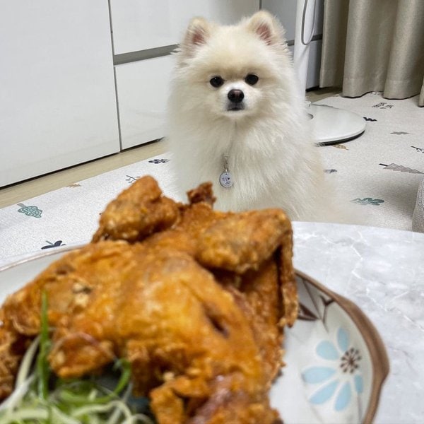 Can Dogs Eat Fried Chicken? The Shocking Truth Behind Its Consumption - The Goody Pet