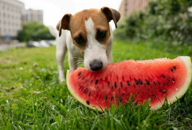 Can Dogs Eat Melon? Types Of Melon To Absolutely Avoid - The Goody Pet