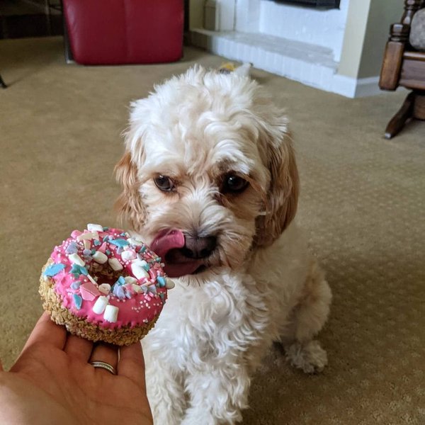 Can Dogs Eat Sugar? Here Are 4 Reasons Why They Should Not - The Goody Pet