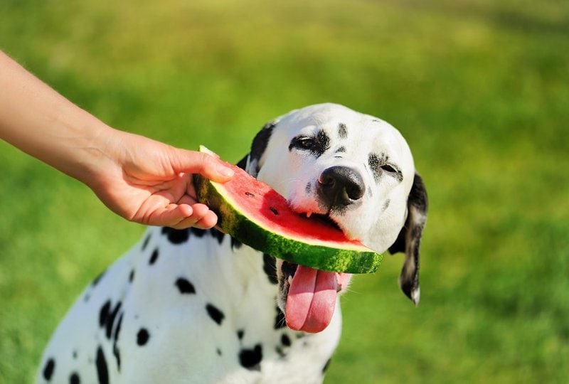 are the white seeds in watermelon bad for dogs