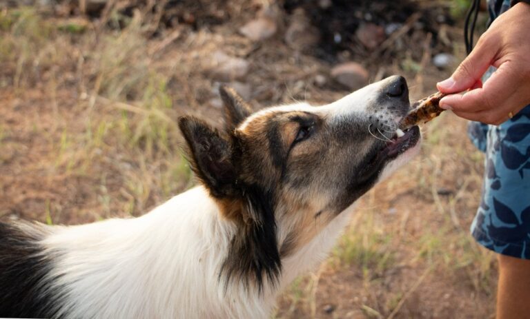 is-wheat-bread-safe-for-dogs