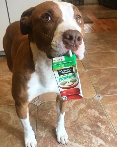 apple juice good for dogs