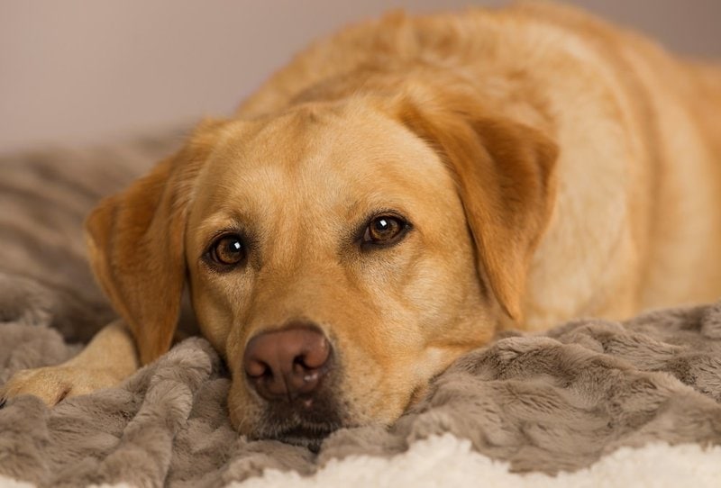 Can Dogs Have Panic Attacks Not Knowing This Answer Can Cost Your Dog 