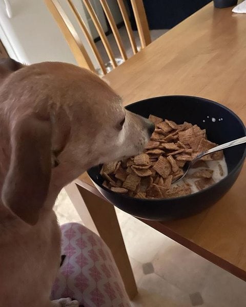 Can Dogs Eat Cinnamon Toast Crunch Here s Why They Can t The Goody Pet