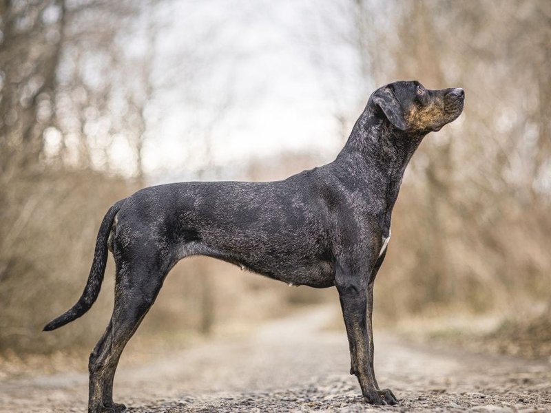 how smart are catahoula leopard dogs