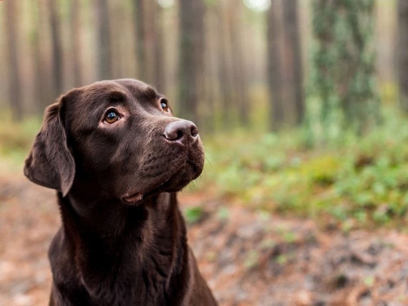 are chocolate labradors easy to train