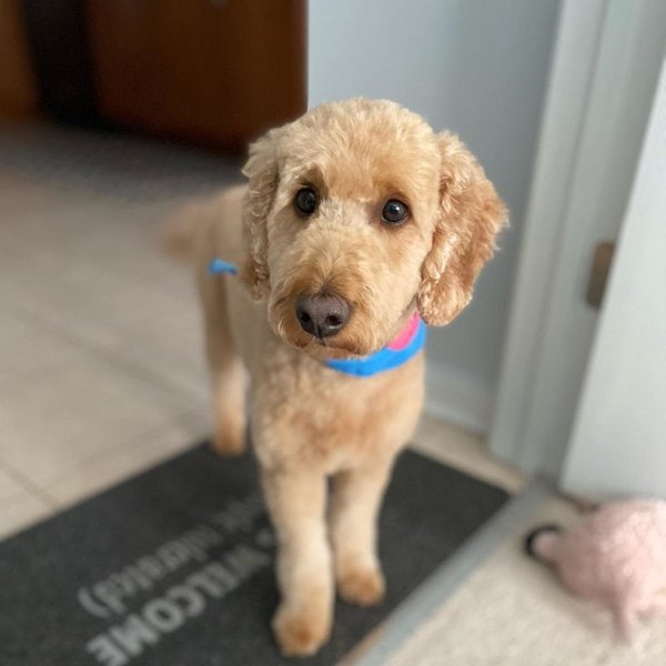 21 Goldendoodle Haircuts That May Surprise You And Your Goldendoodle ...