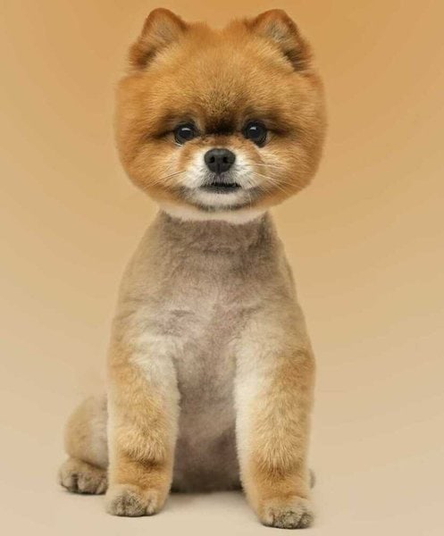 do pomeranians need to be shaved