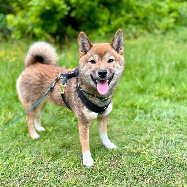 Sesame Shiba Inu - Your Complete Breed Guide - The Goody Pet