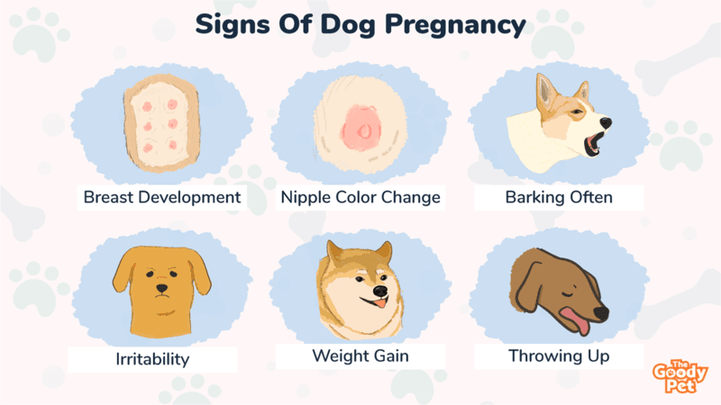 how to stop my dog from getting pregnant