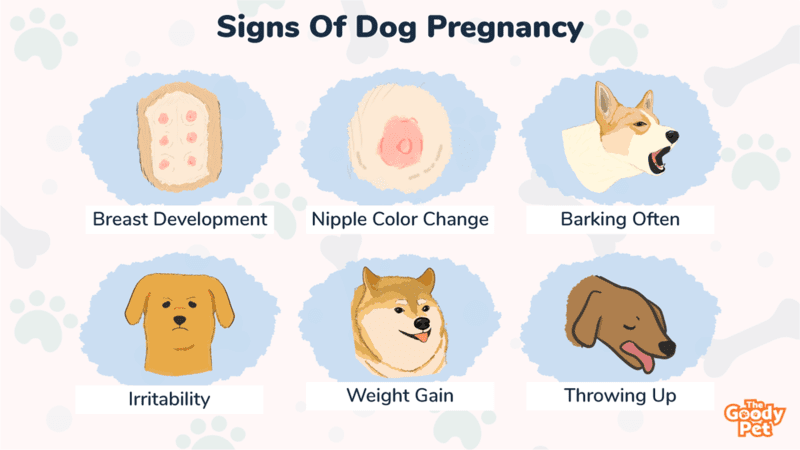 Can A Dog Tell If Youre Pregnant