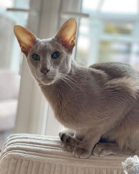 Oriental Shorthair Cat 101: Ultimate Guide + FAQs - The Goody Pet