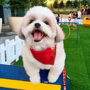 How Much Does A Shih Tzu Cost (July 2024) - The Goody Pet