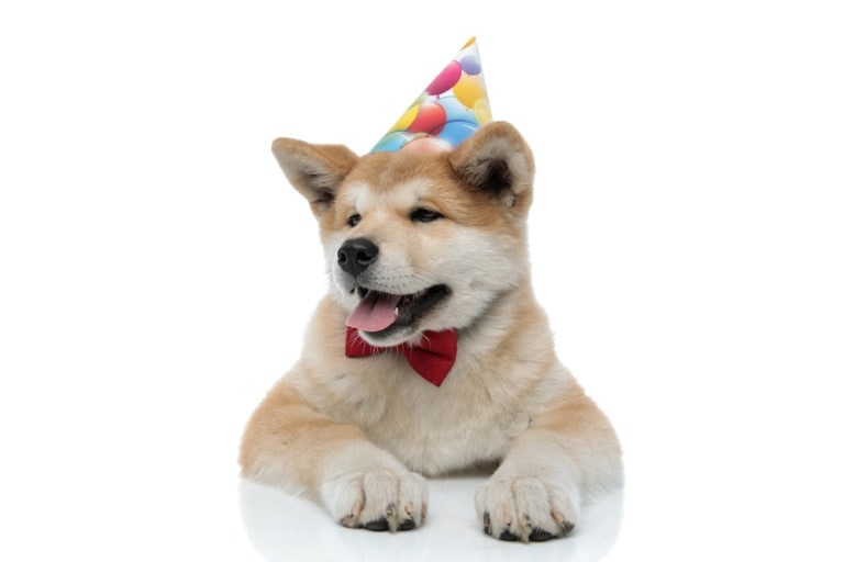 do dogs know their birthdays