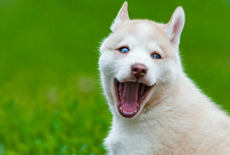 which dog breeds can have blue eyes