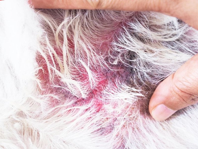 Dog Rashes: Causes, Treatments, Symptoms & Cures - The Goody Pet