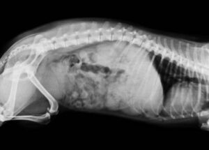 how much do xrays cost for dogs