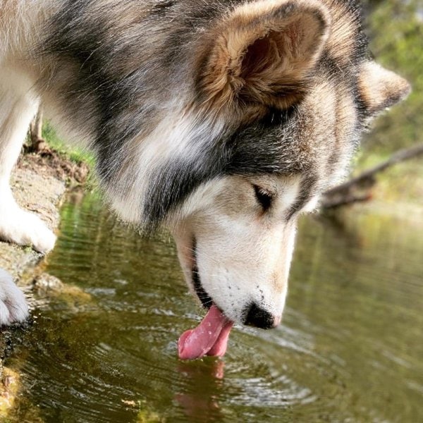 help-my-dog-throws-up-after-drinking-water-should-i-be-worried