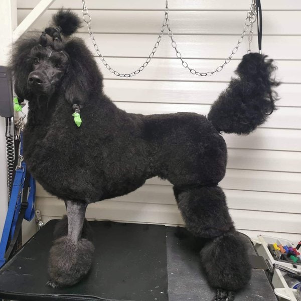 31 Poodle Hairstyles: List Of Clips And Cuts - The Goody Pet