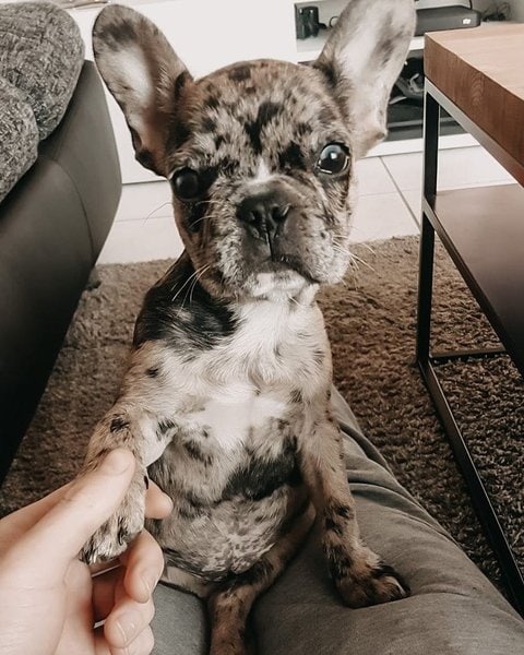 Merle French Bulldog - Your Complete Breed Guide - The Goody Pet