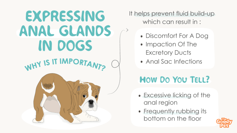 why do some dogs need to have their glands expressed