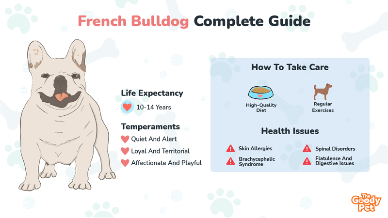 is a french bulldog a bully breed