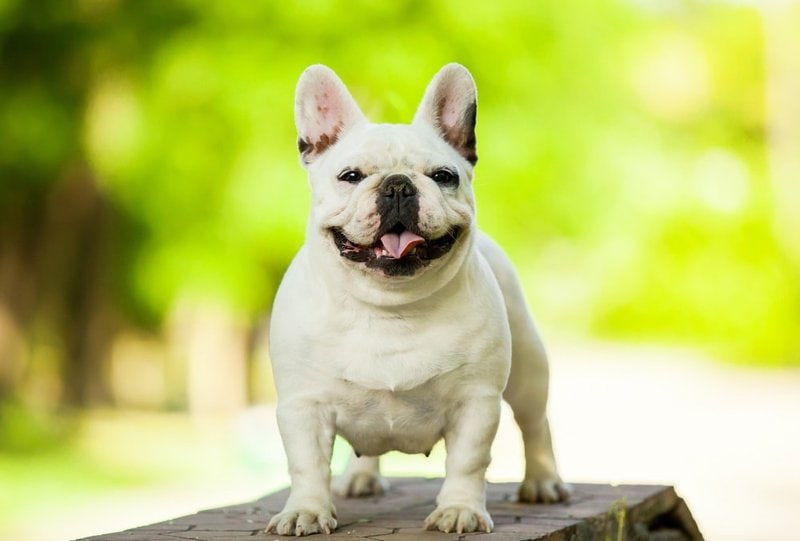 French Bulldog - Your Complete Breed Guide To The French Bully - The ...