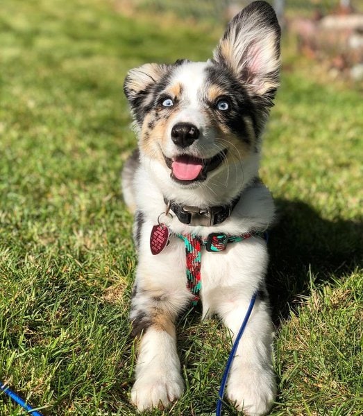 Australian Shepherd Corgi Mix - Your Complete Breed Guide To The Auggie ...