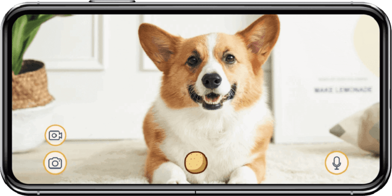 The Furbo Dog Camera Review You Should Absolutely Read Before Buying ...